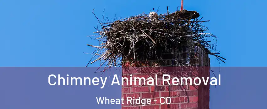  Chimney Animal Removal Wheat Ridge - CO