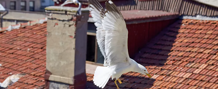 Residential Chimney Animal Removal Solution in Wheat Ridge, CO