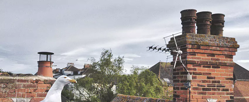 Chimney Cleaning And Restoration in Wheat Ridge, Colorado